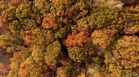 Tops of foliage trees Stock Footage 69071052