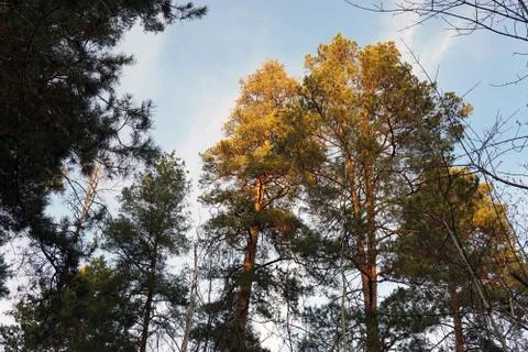 The tops of the forest pines in the rays of sunset Stock Photos