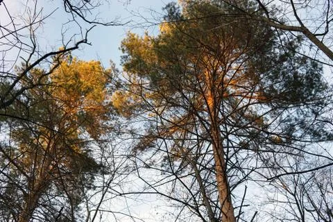 The tops of the forest pines in the rays of sunset Stock Photos