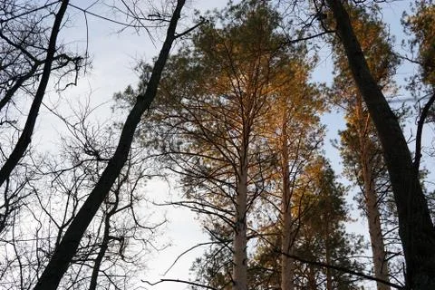 The tops of the forest pines in the rays of sunset Stock Photos