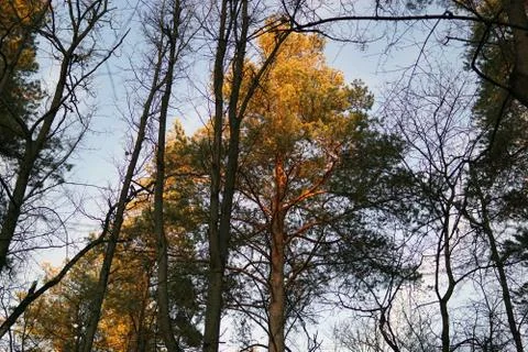 The tops of the forest pines in the rays of sunset Stock Photos