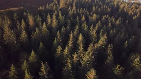 Tops of forest tree canopy, dartmoor, UK 4K Stock Footage 320941798
