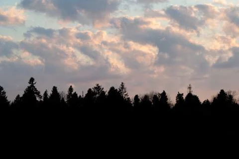 Tops of forest trees and clouds on a blue sky Stock Photos