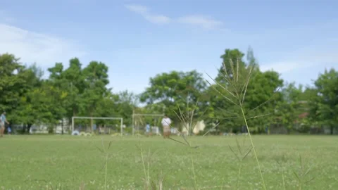 The tops of the grass were blown in the wind. Stock Footage 223383867