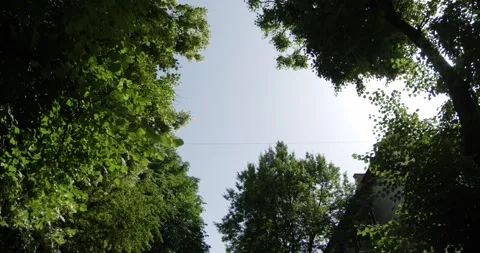 The tops of green tree tops on the background of the sky Stock Footage 233576323