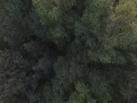 The tops of the green trees in the forest. The camera turns and rises to the top Stock Footage 79424897
