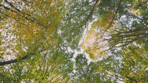 Tops of green trees in the forest Stock-Footage 248515488