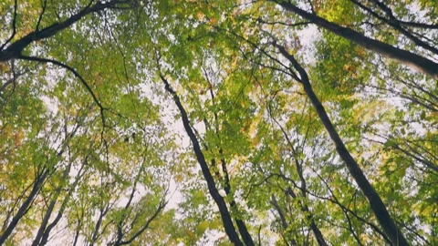 Tops of green trees in the forest Stock Footage 249010600
