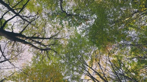 Tops of green trees in the forest Stock Footage 251140066
