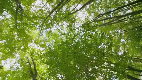 Tops of green trees in the forest Stock Footage 278964552