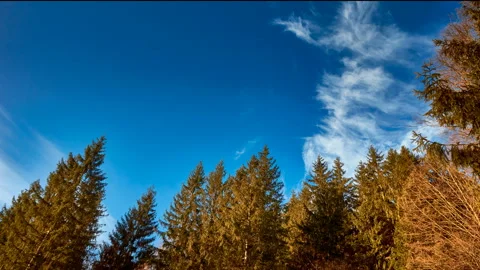 The tops of high mountain trees and a blue sky with clouds. Stock Footage 135554948