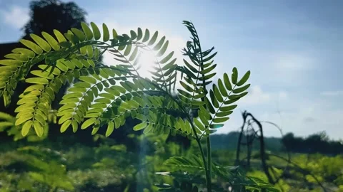 The tops of the leaves sway Stock Footage 282080249
