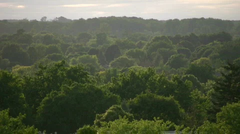 Tops of many trees tower towards the sky (High Definition) Stock Footage 360853