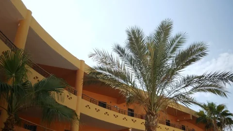Tops of palm tree Stock Footage 125902493