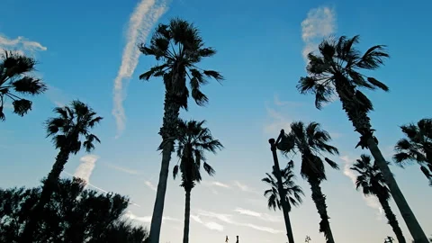 The tops of palm trees against the background of the blue sky. Palm trees on the Stock Footage 253193355