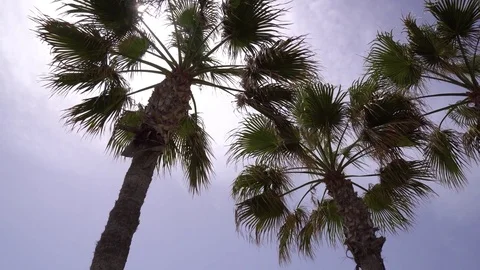 Tops of palm trees against the sky. Bottom view 스톡 동영상 76988733