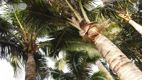 The tops of palm trees develop in the wind. Stock Footage 104848937