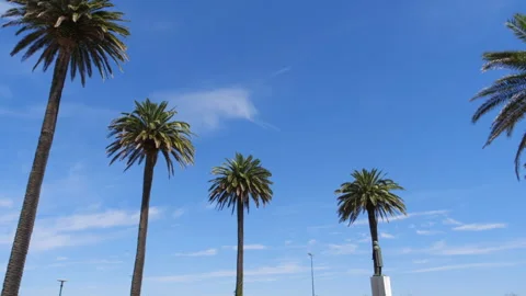 The tops of palm trees Видео 142887055