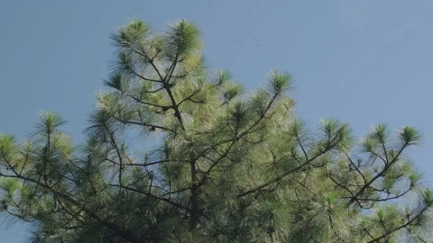 The tops of pine branches and green leaves are blown in the wind. Stock Footage 170587954