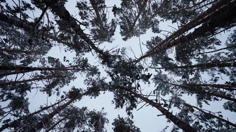 The tops of pine trees against the background of a snowy winter sky. Nature Stock Footage 258758772