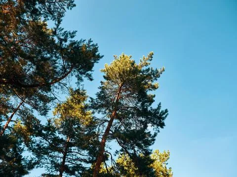 Tops of pine trees against a background of blue sky without clouds Stock Photos