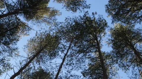 Tops of pine trees against the blue sky Stock Footage 171162414