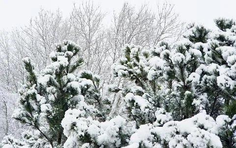 Tops of pine trees and bare deciduous trees covered with snow on a gloomy win Stock Photos