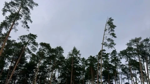The tops of pine trees are swaying in the wind in cloudy weather Stock Footage 73222319