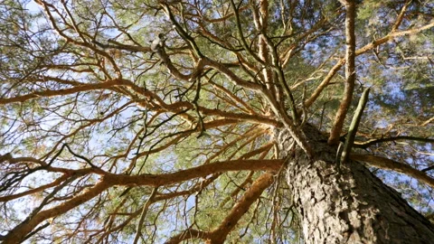 Tops of pine trees in autumn forest. Rotation of the sky. Slow motion. HD Stock Footage 95646915