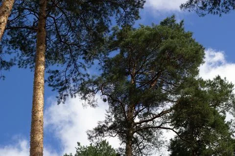 Tops pine trees background blue sky white clouds. 写真素材