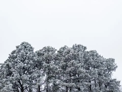 Tops of pine trees covered with hoar frost Foto stock