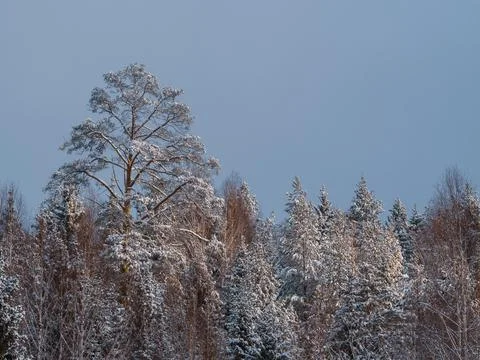 The tops of pine trees covered with snow, rushing into the blue sky, on a sun Stock Photos