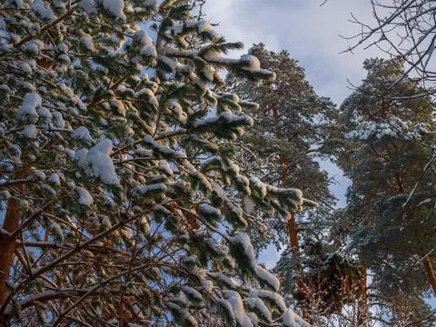 The tops of pine trees covered with snow, rushing into the blue sky, on a sun Stock Photos