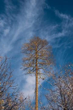 The tops of pine trees covered with snow, rushing into the blue sky, on a sun Stock Photos