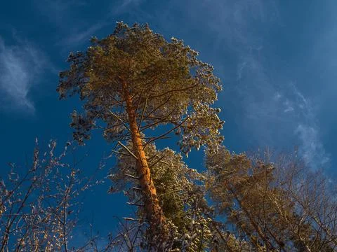 The tops of pine trees covered with snow, rushing into the blue sky, on a sun Stock Photos