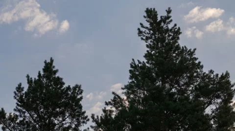 The tops of the pine trees. Video stock 53273412