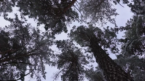 Tops of pine trees Video stock 263777342