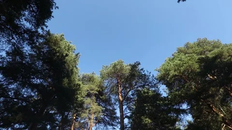 The tops of the pine trees in the forest against the background of the blue Stock Footage 288837580