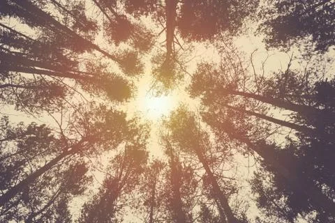 The tops of the pine trees in the forest Stock-Fotos