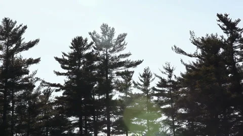 Tops of pine trees Northeast Stock Footage 2310903