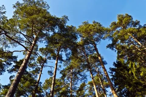 Tops of the pine trees Stock Photos