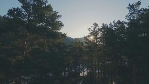 Tops of pine trees in sunlight in the spring, aerial Stock Footage 74078651