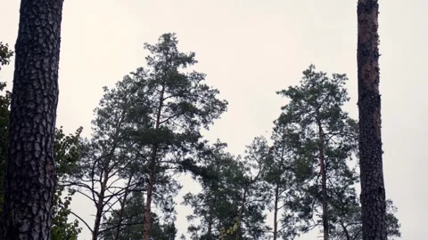 The tops of the pine trees sway in the wind. Stock Footage 257119692