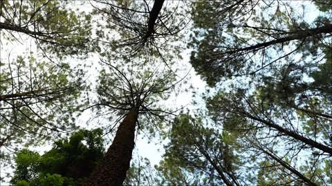 The tops of the pine trees swayed in the wind Stock Footage 291637717