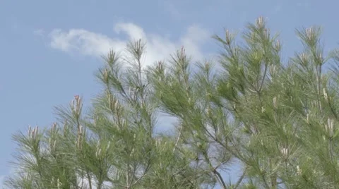 Tops of pine trees swaying on wind Stock Footage 7752440