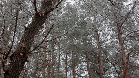 The tops of pine trees in the winter Stock Footage 75810679