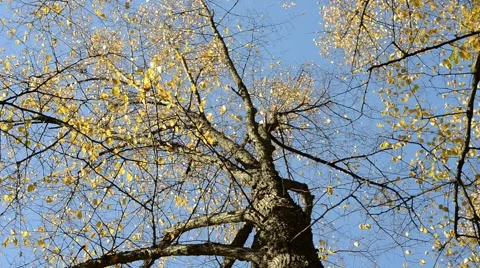 Tops of pine trees with yellow leaves on a sunny day in the Autumn Stock Footage 49737657