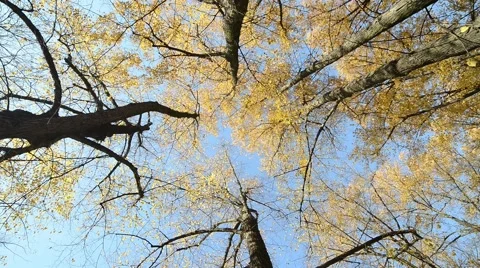 Tops of pine trees with yellow leaves on a sunny day Stock Footage 49737746