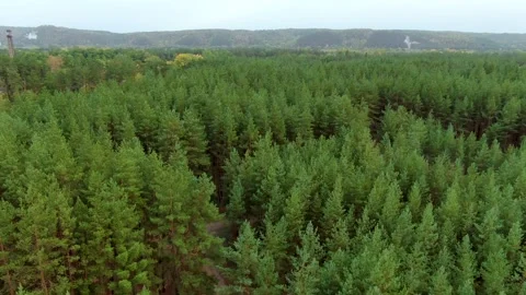 The tops of the pines from abov Stock Footage 140139281