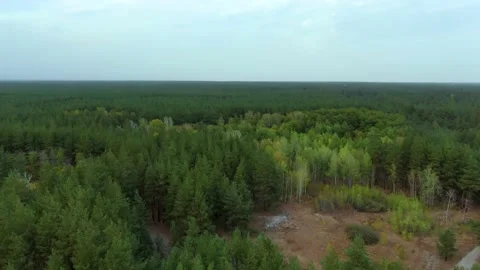 The tops of the pines from above Stock Footage 140138356
